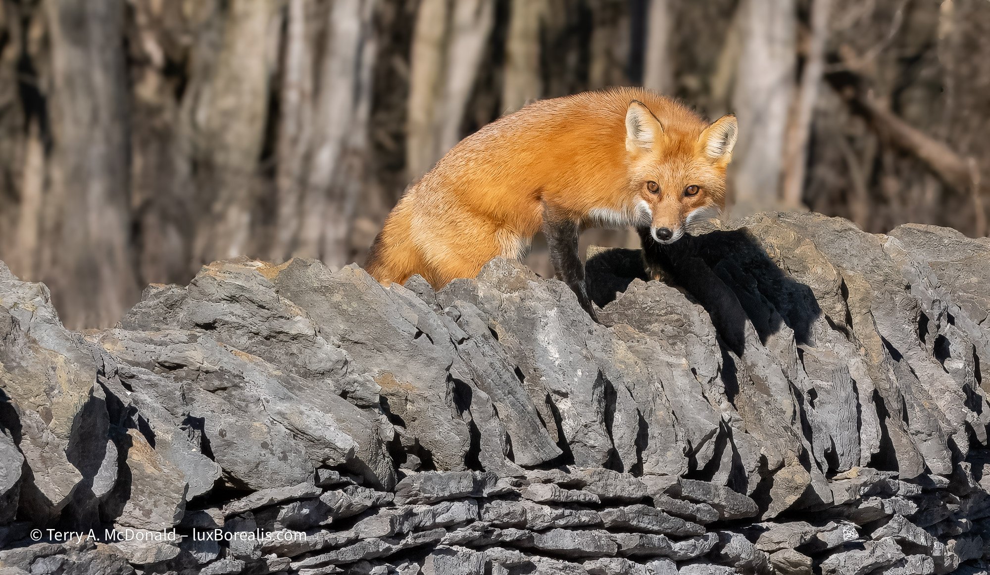 fox